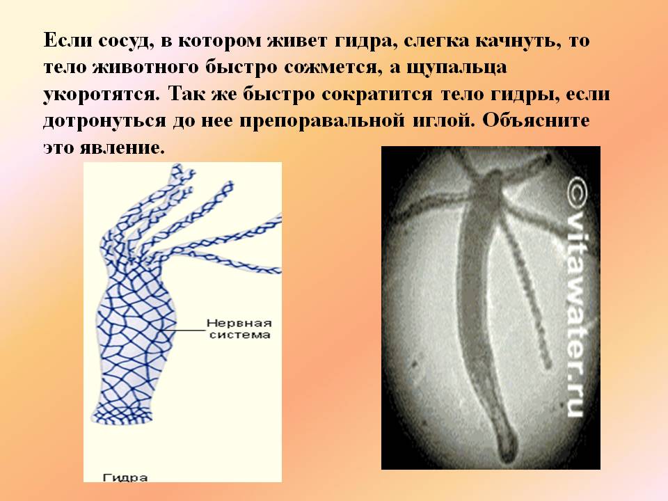 Что с кракеном сайт на сегодня